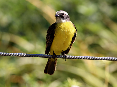 Colorful Bird, Bird On The Wire thumbnail