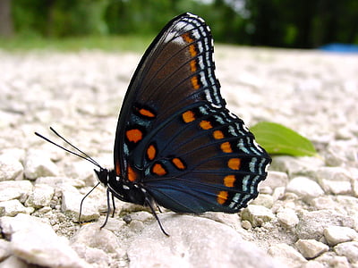 close-up photo photography of black and orange butterfly thumbnail
