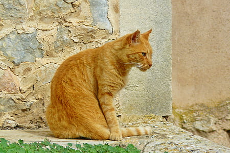 orange tabby cat thumbnail