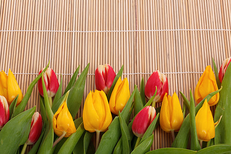 yellow and red Tulip flowers thumbnail