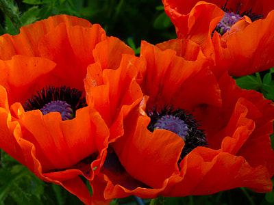 orange poppies closeup photography thumbnail