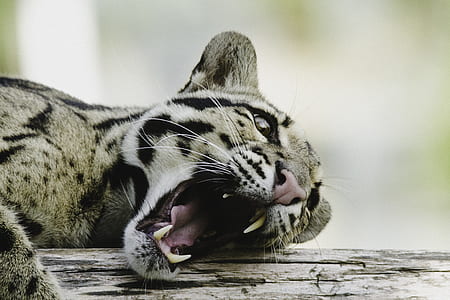 leopard on top of gray wooden tree during daytime thumbnail