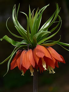 orange crown imperial flower in close-up photography thumbnail