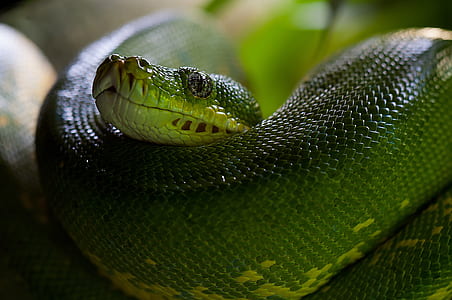 green pit viper thumbnail