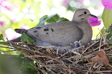 gray and brown pigeon perched on nest at daytime thumbnail