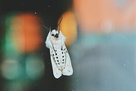 white moth selective focus photography thumbnail