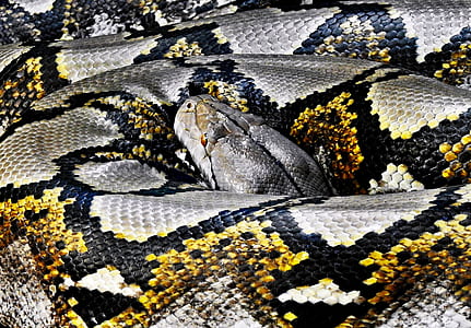 gray, black, and yellow python thumbnail