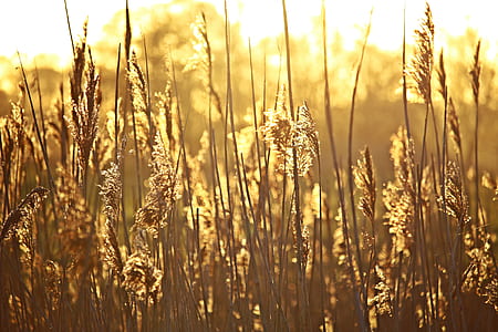selective focus photo of wheat field thumbnail