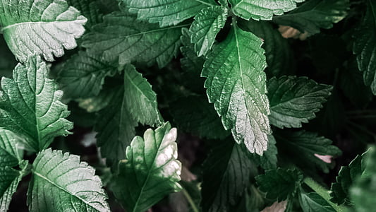 close up photo of green leaves thumbnail