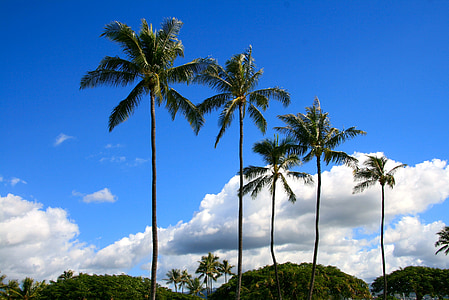 five coconut palm trees under blue sky thumbnail