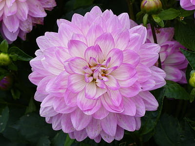 macro photography of purple Dahlia flower thumbnail