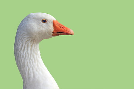 selective focus photography of white duck thumbnail