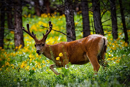 brown deer on woods thumbnail