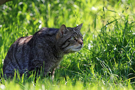 short-furred brown cat sitting on green grass during daytime thumbnail