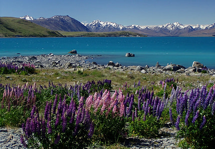 flowers near shore surrounded by mountains during daytime thumbnail