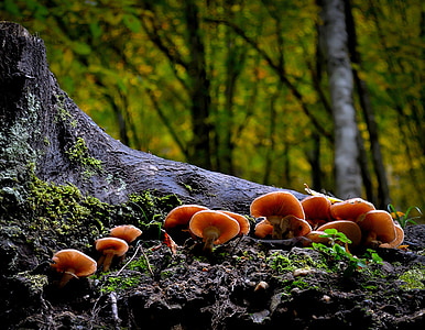 selective focus photography of mushrooms thumbnail