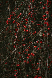 mistletoe plants in closeup photography thumbnail