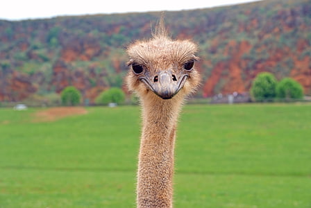 ostrich face thumbnail
