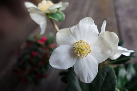 white petaled flowers thumbnail