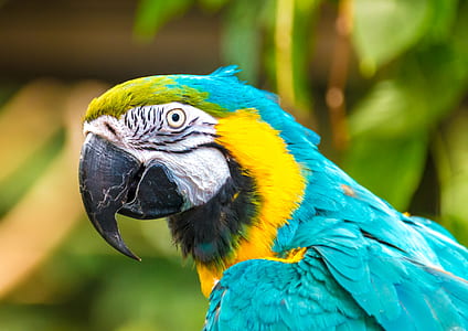 closeup photo of blue and yellow parrot thumbnail