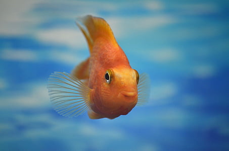 selective focus photography of orange fish thumbnail