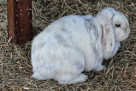 white rabbit on grass thumbnail