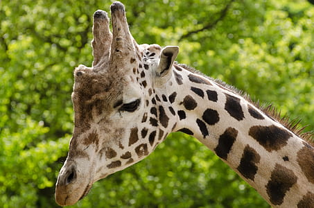 white and brown giraffe thumbnail