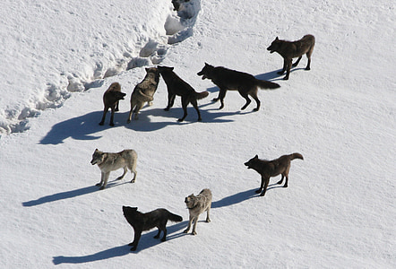 nine wolves on snow thumbnail