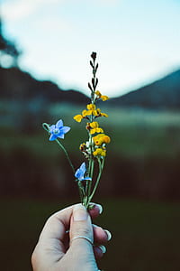 selective focus photography of person holding blue and yellow petaled flowers thumbnail