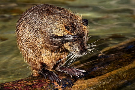 brown rodent on brown wooden log thumbnail