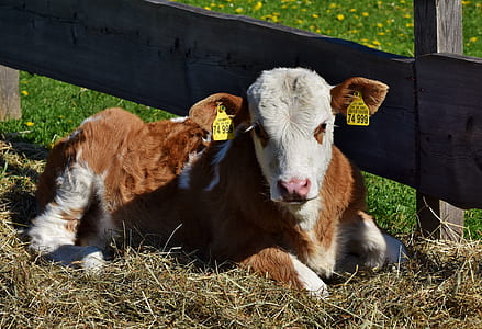 brown and white calf laying on grass thumbnail