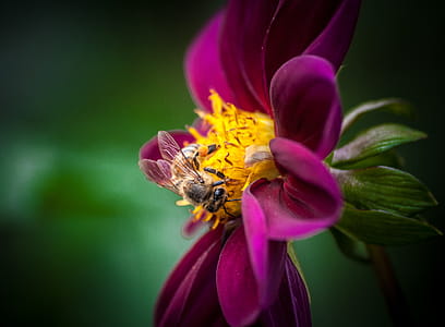 Closeup Photo of Bee on Pink and Yellow Petaled Flower thumbnail