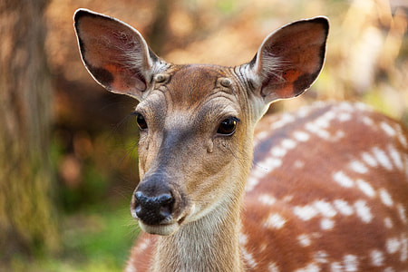 shallow focus photography of brown deer thumbnail