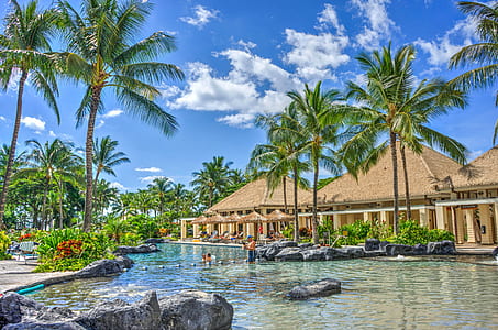 coconut trees near body of water thumbnail