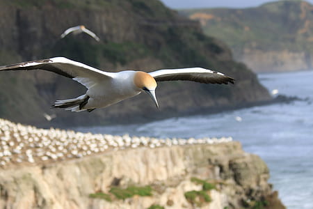 white and gray bird flying above body of water during daytime thumbnail