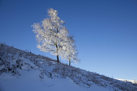 focus photo of tree on hill thumbnail