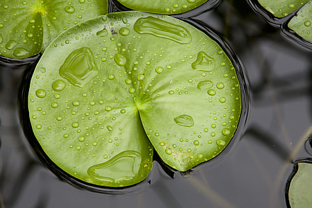 closeup photo of waterlily on water thumbnail