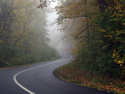 concrete road between trees thumbnail