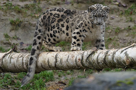 black and beige leopard standing on tree trunk thumbnail