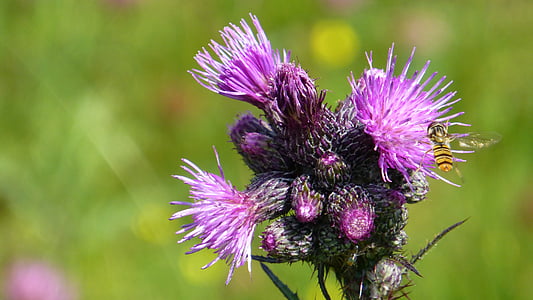 honeybee perching on purple allium at daytime thumbnail