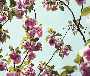 Medium Close Up Of Cherry Blossoms And Fresh Spring Leaves Photo thumbnail