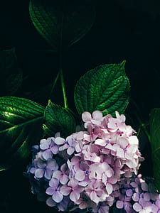 purple petal flowers thumbnail