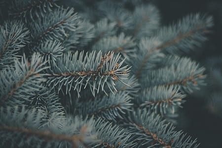 green tree leaves thumbnail
