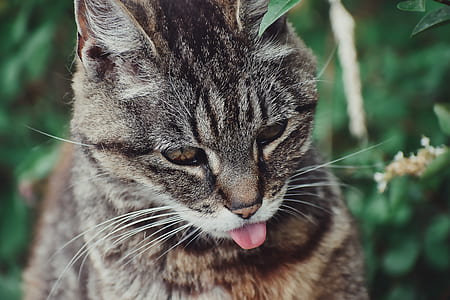 macro shot photography of brown tabby cat thumbnail