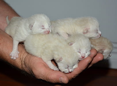 person holding short-fur white kittens thumbnail
