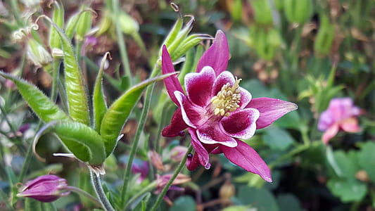 Red columbine flower and pods closeup. thumbnail