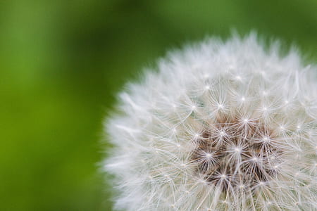 closeup photography of white dandelion flower thumbnail