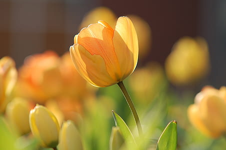 selective focus photography of yellow tulip flower thumbnail
