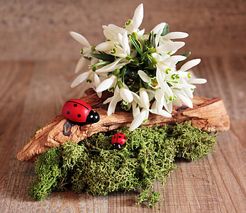 white jasmin on top of brown wooden base thumbnail