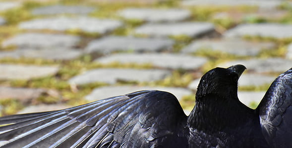 crow closeup photo thumbnail